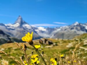 yellow flower in front of snow covered mountain during daytime